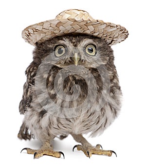 Young owl wearing a hat