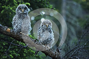 Young Owls photo