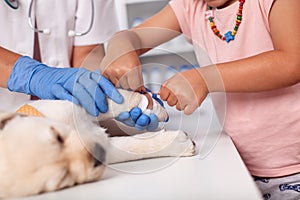 Young owner helping veterinary care professional bandaging small
