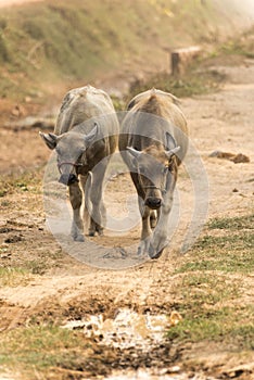 Young oxen Cambodia near Siem Reap