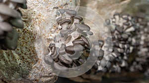 Young oyster mushrooms grow on mushrooms farm