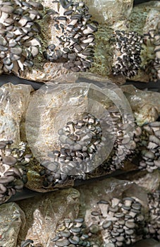 Young oyster mushrooms grow on mushrooms farm