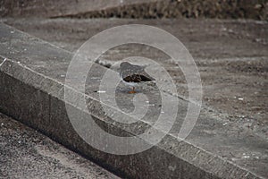 Young oystercatcher on the ballast blocks of the Scheveningen harbor pier