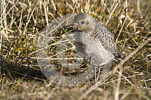 Young Pacific Golden Plover autumn day in the grass on Bering photo