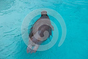 Young Pacific walrus swimming in turquoise water