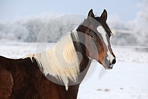 Young paint horse mare in winter