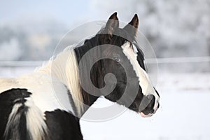 Young paint horse mare in winter