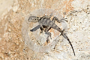 Young Painted dragon Stellagama stellio displaying on rock