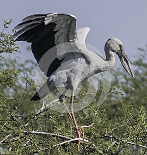 The young painted stork with crooked beak flapping wings