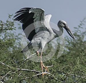 The young painted stork with crooked beak flapping wings photo