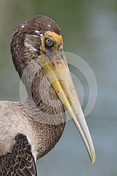 Young Painted Stork Mycteria leucocephala juvenile brown bird with big mandible, wrinkle forehead and big