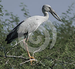 The young painted stork with crooked beak sitting on tree branch