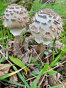young pair of parasol mushrooms