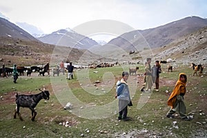 Young Pakistani shepherds