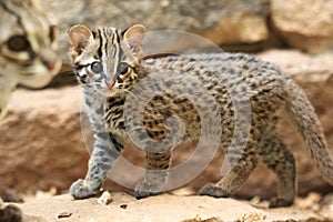 Young palawan leopard cat