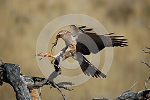 Young Pale Chanting Goshawk (Melierax canorus)