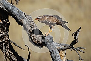 Young Pale Chanting Goshawk (Melierax canorus) photo