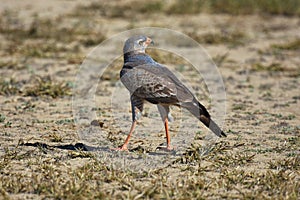 Young Pale Chanting Goshawk Melierax canorus