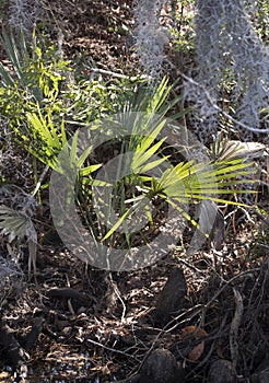 Young Palm Plant in Swampy Area of Creekside Park photo