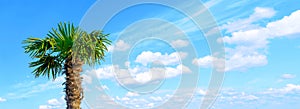 Young palm tree against the cloudly blue sky. Space for text. Vacation at sea. Tropics. Summer rest.