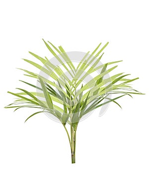 Young palm tree isolated