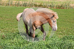 Young Palomino Filly