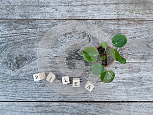 Young pancake plant or pilea peperomioides