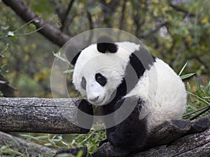 Young Panda bear sitting in the branches