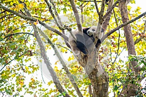 Young panda sleeping in a tree