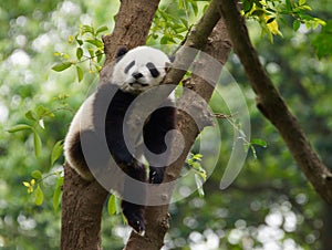 Young Panda Sleeping In A Tree