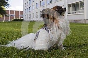 Young papillion dog on the grass