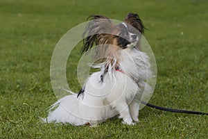 Young papillion dog on the grass