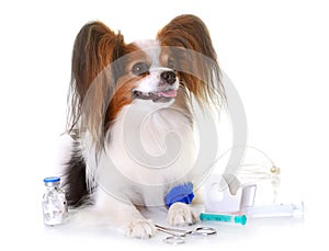 Young papillon dog sick
