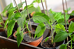 bell pepper seedlings in plastic pots ready to plant