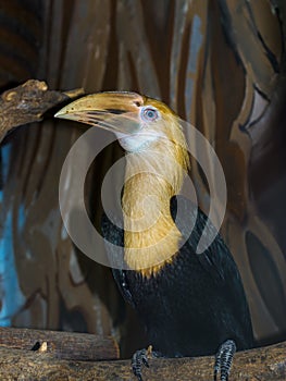 Young Papuan hornbill on a tree branch