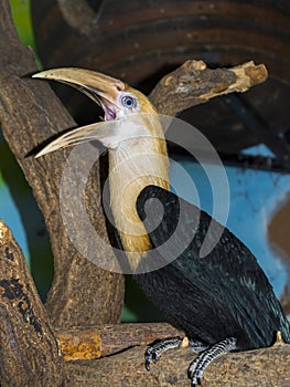 Young Papuan hornbill on a tree branch