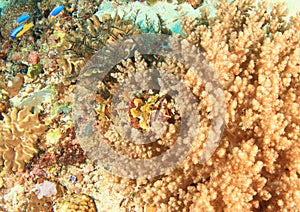 Young Papuan scorpionfish