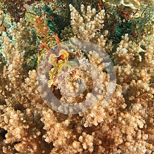 Young Papuan scorpionfish