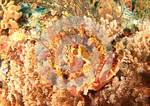 Young Papuan scorpionfish