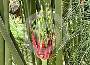 Young papyrus leaf (lat. Cyperus papyrus