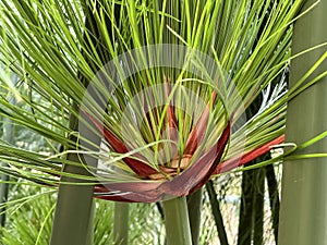 Young papyrus leaf (lat. Cyperus papyrus