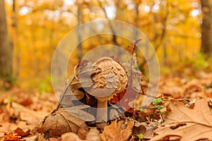 Young Parasol mushroom in autumn forest