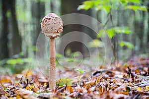 Young Parasol mushroom in the stage of an unopened egg-shaped cap. Wonderful edible mushroom Macrolepiota procera or Lepiota