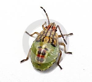 A young Parent bug shield bug