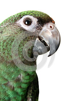 Young Parrot