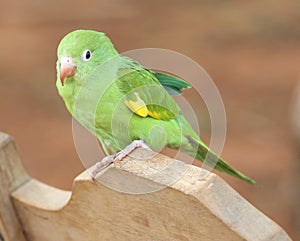 Young Parrot Baby