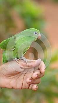 Young Parrot On Hand