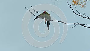 Young parrots frolic on tree branch