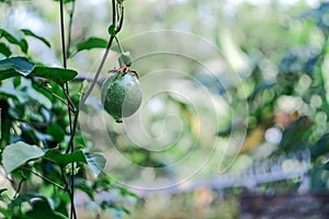 Young Passion fruit on tree in garden