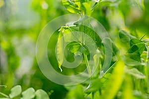 Young pea pods on a green pea plant. Pea pods ripening in the garden on sunny summer day